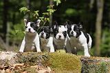 BOULEDOGUE FRANCAIS 442